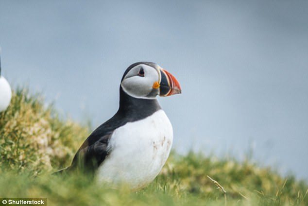 Click to enlarge More than a quarter of the UK's birds are struggling to survive, with species including curlews and puffins now joining the at-risk list, according to a new report