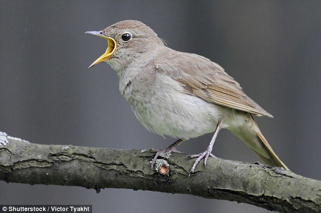 Entries to the UK's 'red list' of endangered birds - those in urgent need of conservation - have swelled to 67 species out of a possible 247. Nightingales (file photo) are one of the new species added to the list