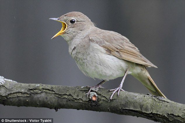 Click to enlarge Entries to the UK's 'red list' of endangered birds - those in urgent need of conservation - have swelled to 67 species out of a possible 247. Nightingales (file photo) are one of the new species added to the list
