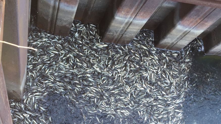The perch in Lake Michigan may have died from a phenomenon known as 