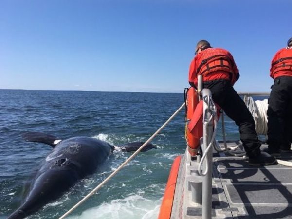 dead whale