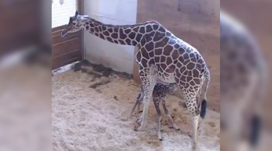 April Giraffe gives birth