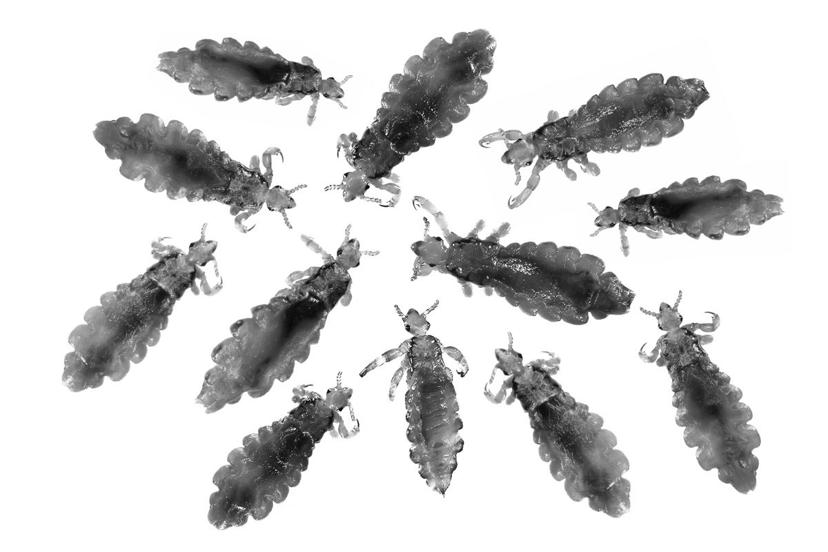 Click to enlarge Lice Plague