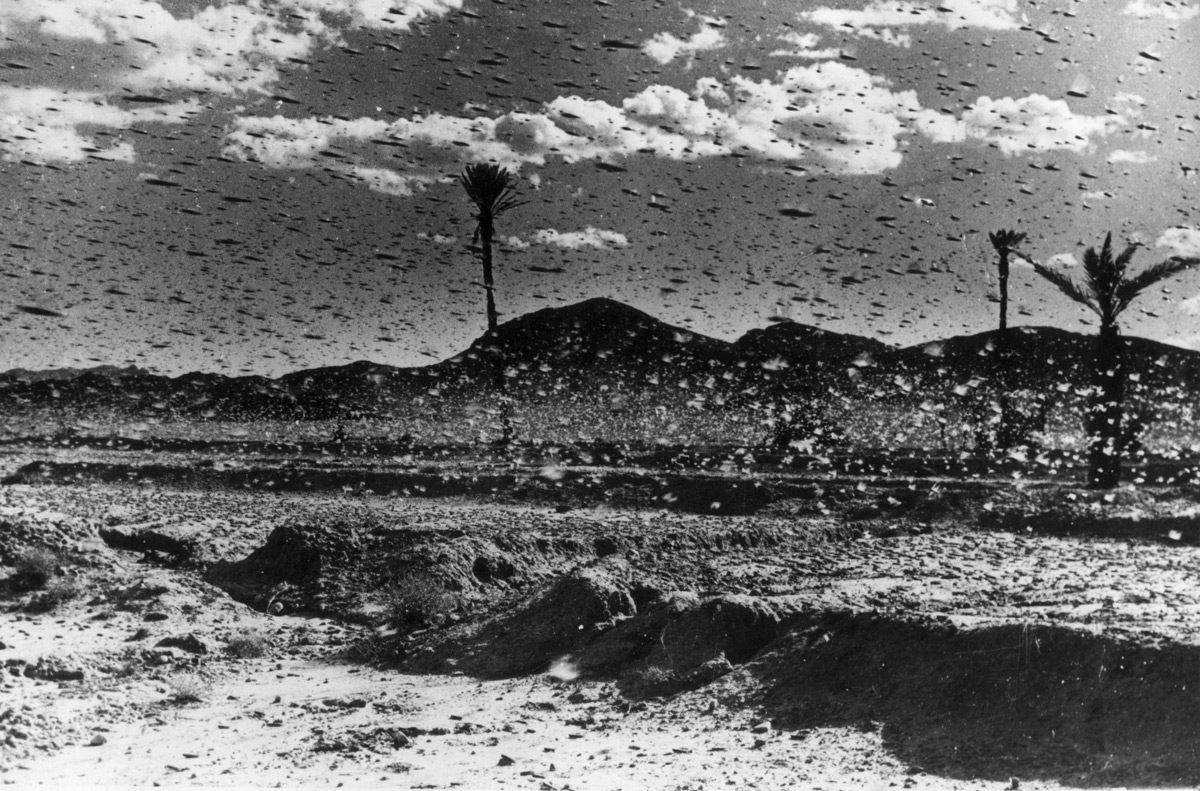 Click to enlarge Locusts plague