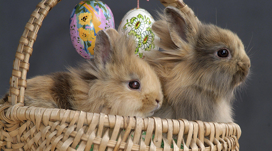 easter bunny