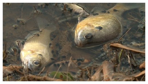 Dead Fishes