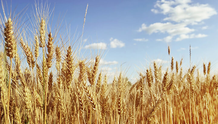 Click to enlarge wheat field