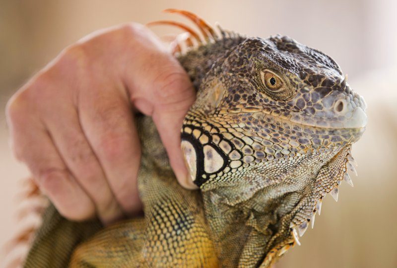 Green iguana