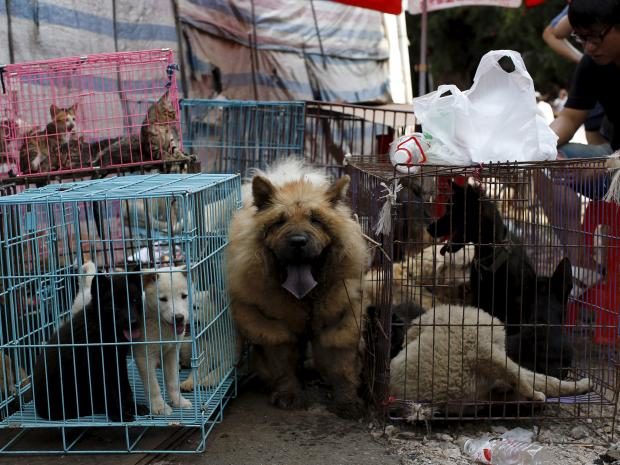 Dogs on sale at a meat market