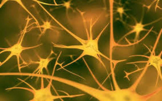 brain cells
