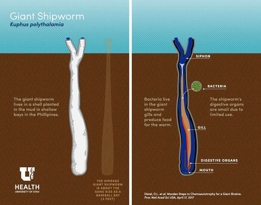 Click to enlarge Giant shipworm