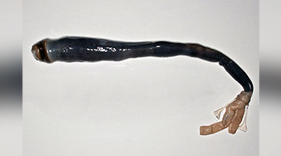 Giant shipworm