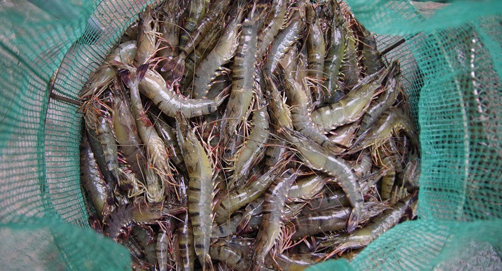 shrimp catch mexico