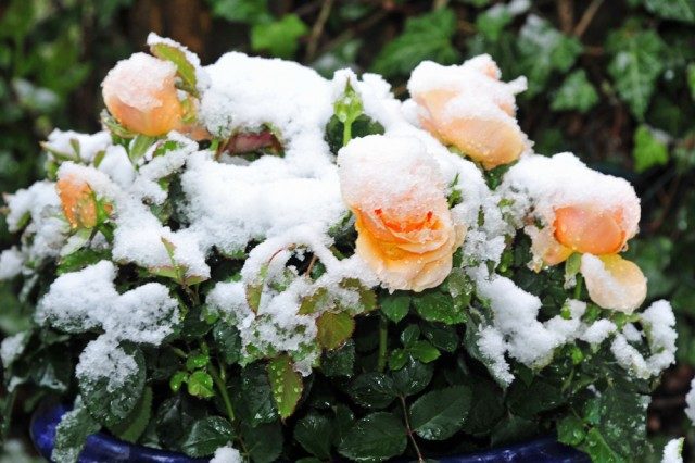 Click to enlarge Snow flowers