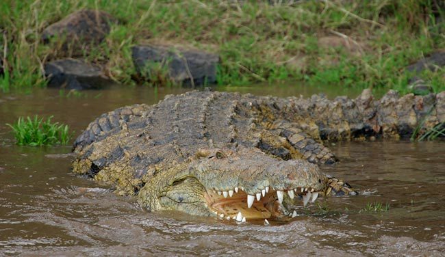 Croc