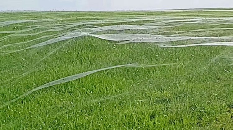 Click to enlarge Spider webs