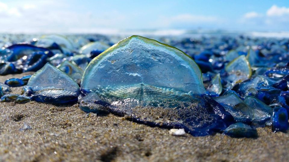Click to enlarge Bluish Velella velella sea creatures have washed up by the thousands on Oregon beaches in recent days, including at Seaside and near Fort Stevens.