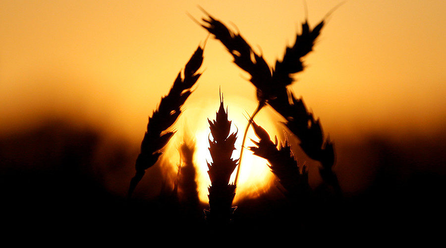 Click to enlarge Wheat plant