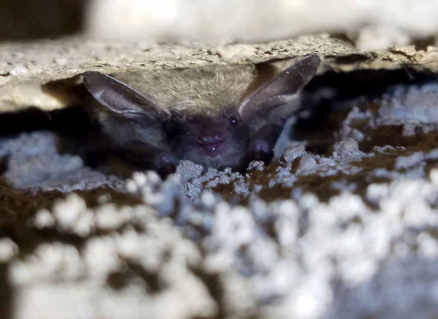 Click to enlarge Northern long-eared bat