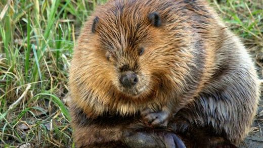 Saskatchewan ranchers surprised to find cattle herd following behind beaver