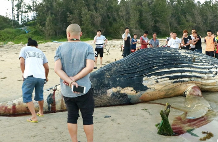 whale