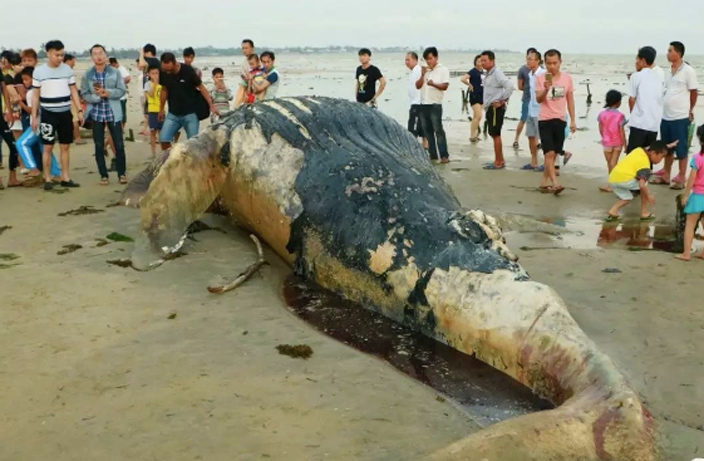 Click to enlarge dead whale