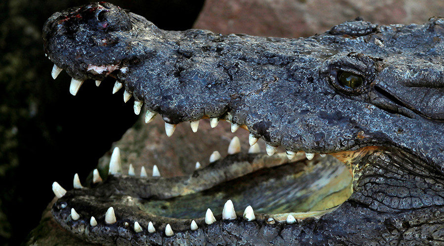 crocodiles 