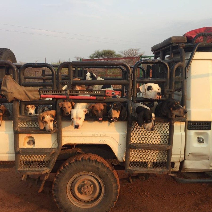 Click to enlarge hunting dogs