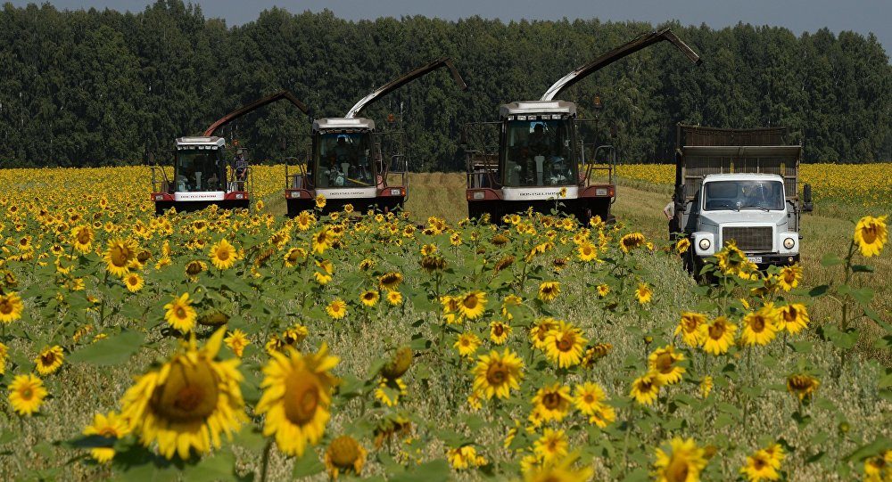 farming sunflowers