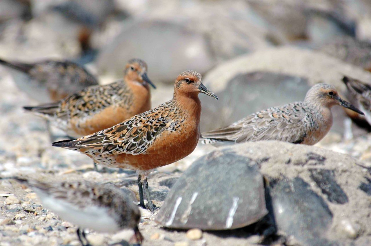 Red knots
