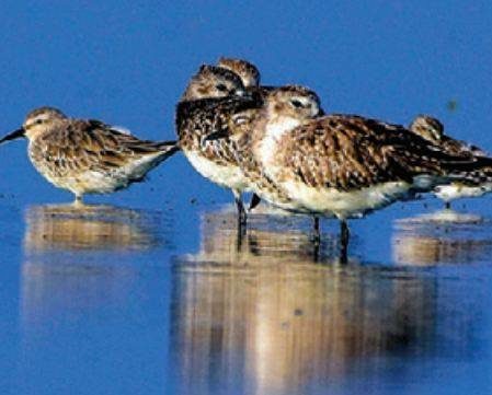 A flock of knots at Pulicat lake