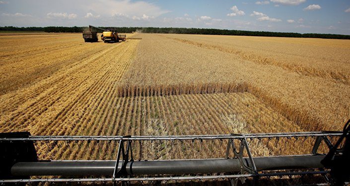 wheat harvest