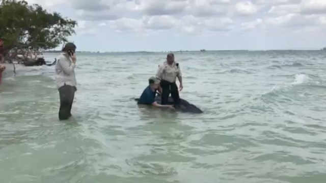 beached whale