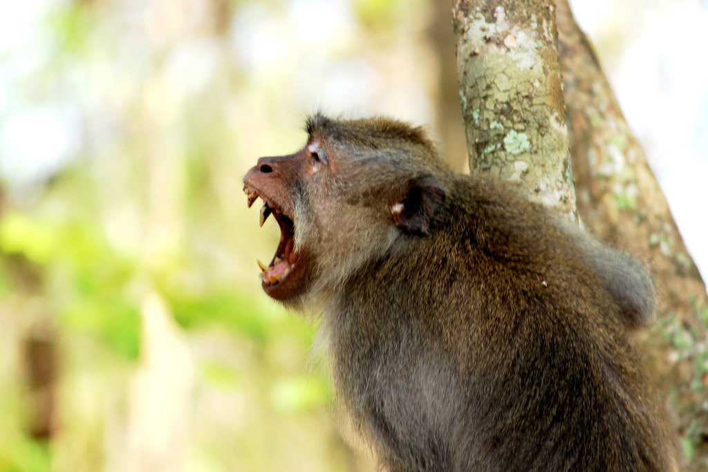 monkey