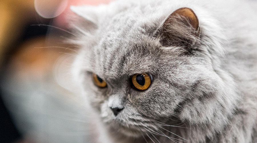 Kitty cat