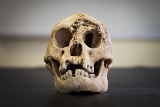 Click to enlarge Homo floresienis