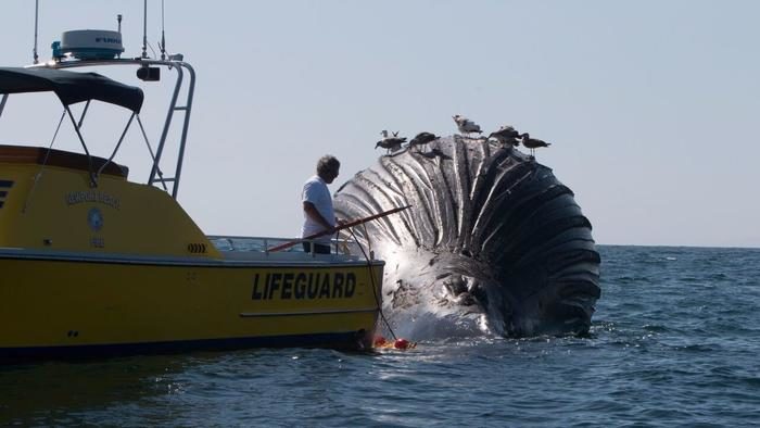 A Newport Beach lifeguard ties a rope around a dead humpback whale, nicknamed Scarlet, in an effort to tow the carcass out to sea Thursday. 