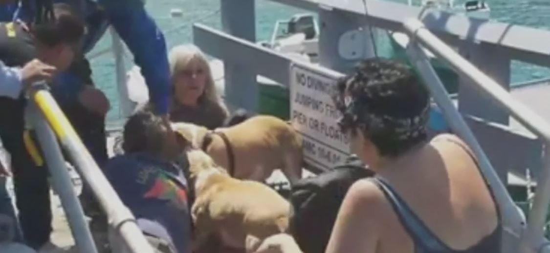 Pit bull attack