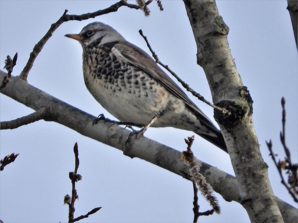 This fieldfare, a species typically seen in Europe and Asia, was spotted this week in Newcastle.