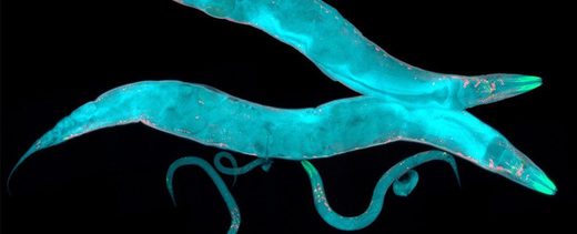 epigenetics
