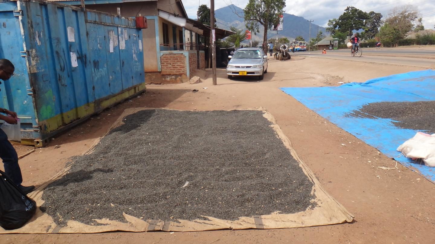 sunflower seeds 