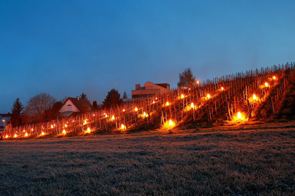 Paraffin fire pots protecting the vines against sub-zero temperatures at a vineyard of Swiss wine grower Daniel Grab in Adlikon, Switzerland. 