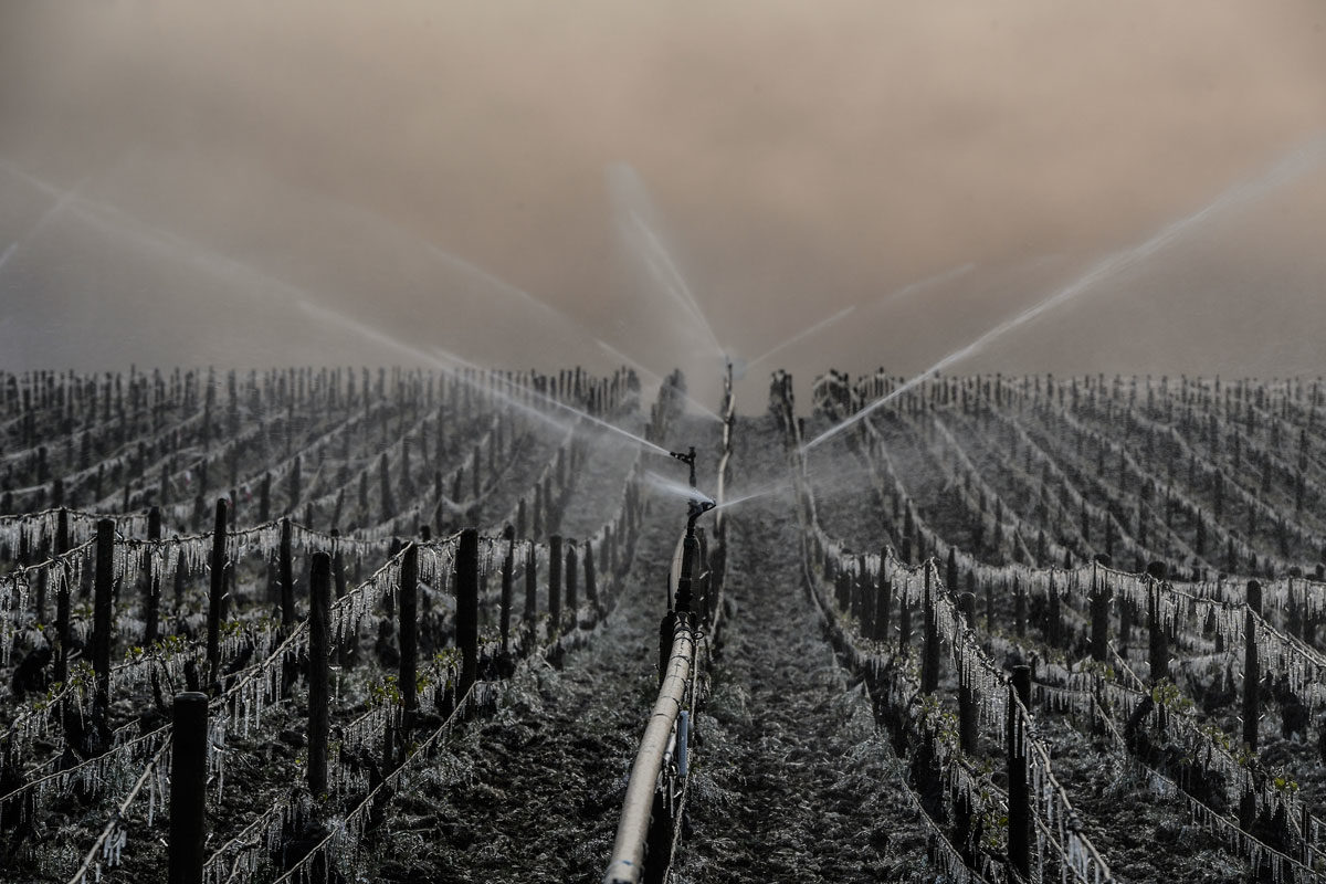 A method of protecting vines from frost is to spray water and create an insulating glaze as seen in Chablis, near Auxerre, in France. 
