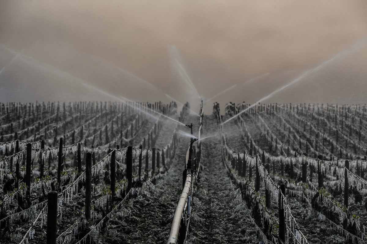 Click to enlarge A method of protecting vines from frost is to spray water and create an insulating glaze as seen in Chablis, near Auxerre, in France.