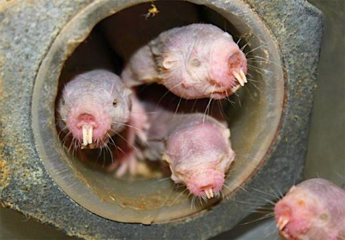 Naked mole-rats