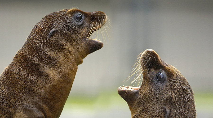 marine mammals