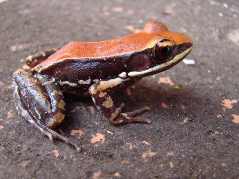  Hydrophylax bahuvistara