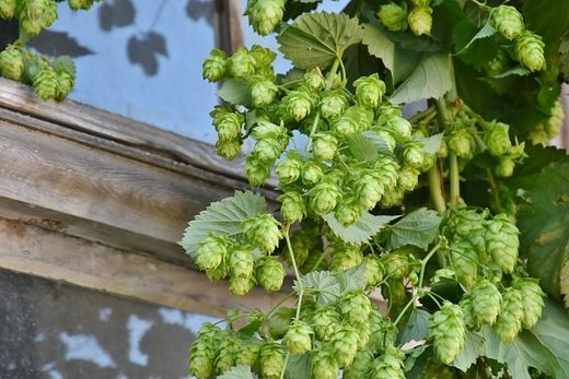 hops
