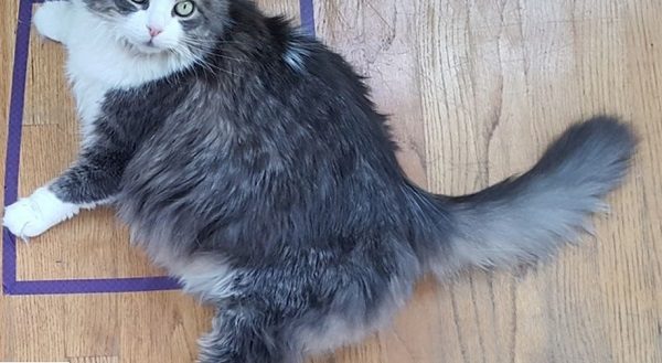 cat in a square