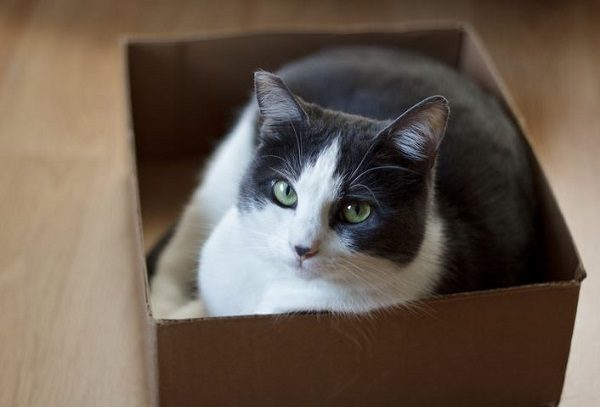 Click to enlarge cat in a box